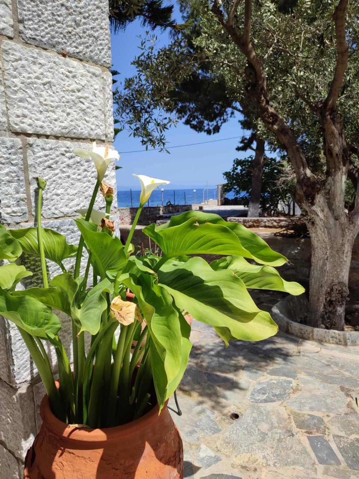 Hotel Ktima Zaxarias Kokkala Exteriér fotografie